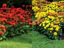 Plants to Cultivate for Mosquito-Free Outdoor Areas