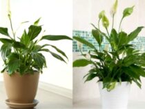 Shower-Friendly Plants: Thrive in Moisture