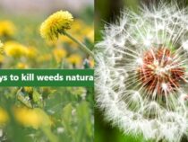 Eco-Friendly Weed Control: Natural and Effective Methods