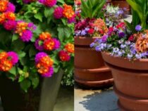 Sun-Loving Container Plants: Top Choices