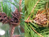 Christmas Tree Pests: Elimination and Prevention