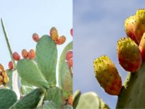 At-Home Cactus Varieties: Exploring Different Types