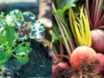 Fall-Friendly Vegetables: Simple Growing Selections