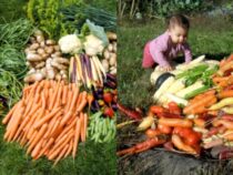 Gardening with Limited Mobility: Abundant Harvest Tips