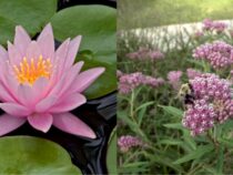 Dragonfly-Friendly Plants: Alluring Choices