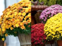 Fall Mum Care Guide: Nurturing Hardy, Colorful Blooms