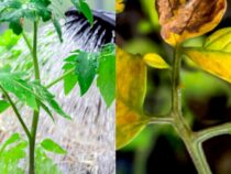 Major Blunders in Vegetable Gardening