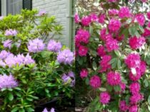 Evergreen Rhododendrons: Winter Care Tips