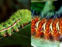 Stinging Caterpillars: Gardeners’ Cautionary Knowledge