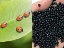 Garden Infested: Dealing with Pest Problems