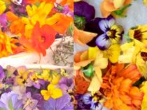 Tasty and Beautiful: Edible Flowers for Culinary Delight