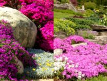 Superb Plant Choices for Rock Gardens