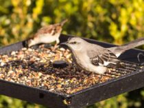 Best Guide to Clean Bird Feeders Thoroughly