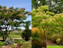 Trees That Can Cause Problems in Your Yard (Part 1)