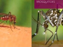 Actions That Can Exacerbate Your Mosquito Problem
