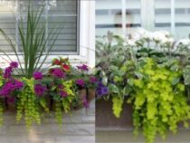 Ideal Window Box Plants for Greenery and Color