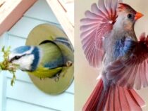 Common Backyard Birds and How to Attract Them