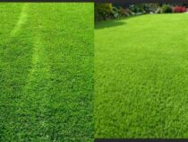 Frequently Asked Questions About Artificial Grass, Explained