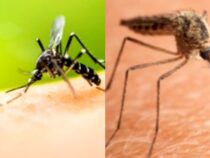 Common Mistakes That Can Aggravate Your Mosquito Problem