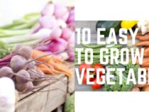 Beginner-Friendly Vegetables to Grow in Your Garden (Part 1)