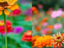 Ideal Flowers for Novice Gardeners