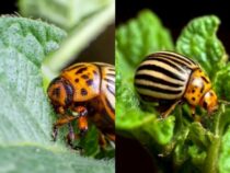 Spring’s Primary Garden Pests to Watch Out For