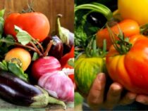 Beginner-Friendly Vegetables to Grow in Your Garden (Part 2)