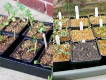 Preparing Your Garden: Online Seed Companies (Part 1)