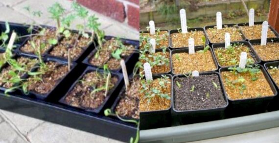 Preparing Your Garden: Online Seed Companies (Part 1)