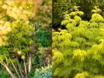 Trees That Can Cause Problems in Your Yard (Part 2)