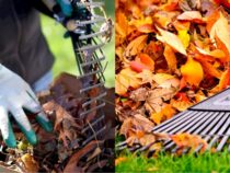 Lesser-Known Leaf-Raking Tips and Techniques