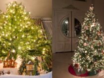 Selecting the Perfect Christmas Tree for Your Home