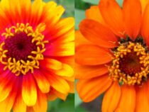 10 Orange Flowers to Add Vibrancy to Your Garden (Part 1)