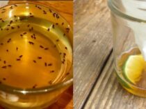 3 Quick DIY Fruit Fly Traps to Make in Minutes