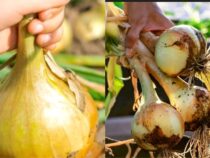Planting, Cultivating, and Harvesting Onions