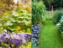 Recommended Autumn Vegetables for Your Garden