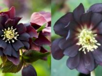 9 Dramatic Black Flowers to Enhance Your Garden (Part 1)