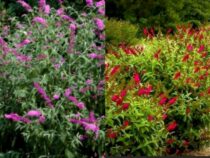 10 Butterfly Bush Varieties for Your Garden (Part 1)