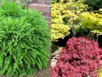 10 Evergreen Shrubs for Year-Round Curb Appeal (Part 1)