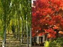 10 Rapidly Growing Shade Trees for Your Yard (Part 1)