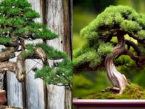 10 Beginner-Friendly Bonsai Tree Varieties (Part 1)