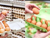 Choosing the Finest Eggs: A Buyer’s Guide
