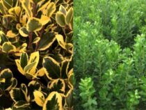 10 Evergreen Shrubs for Year-Round Curb Appeal (Part 2)