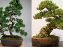 10 Beginner-Friendly Bonsai Tree Varieties (Part 2)