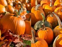 Varieties of Pumpkins to Expect This Autumn