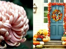 20 Outdoor Fall Decor Ideas to Enhance Your Home (Part 1)