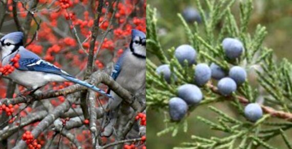 10 Plants to Feed Birds in Fall and Winter (Part 1)