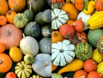 Varieties of Pumpkins to Expect This Autumn