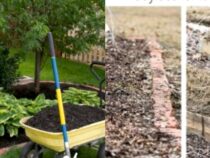 Essential Winterization Steps for Your Vegetable Garden