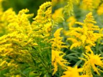 Yellow Perennial Flowers to Brighten Your Landscape